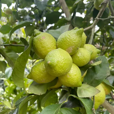 Di Carmen * Las Palmas de Gran Canárias